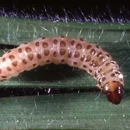 thumbnail for publication: Sugarcane Borer, Diatraea saccharalis (Fabricius) (Insecta: Lepidoptera: Pyralidae)